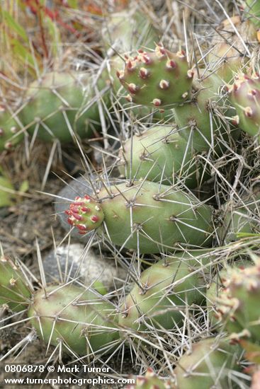 Opuntia fragilis