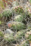 Brittle Prickly Pear Cactus pads & spines detail