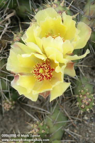 Opuntia fragilis