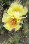 Brittle Prickly Pear Cactus blossoms