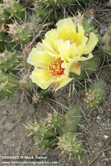 Opuntia fragilis