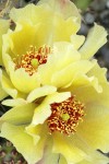 Brittle Prickly Pear Cactus blossoms detail