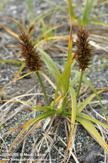 Carex macrocephala