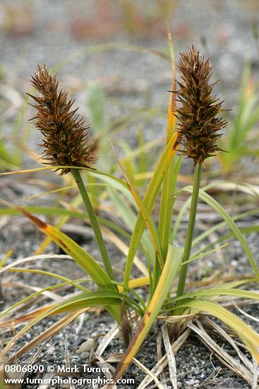 Carex macrocephala