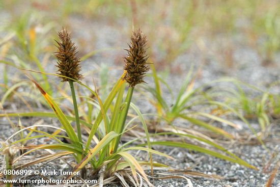 Carex macrocephala