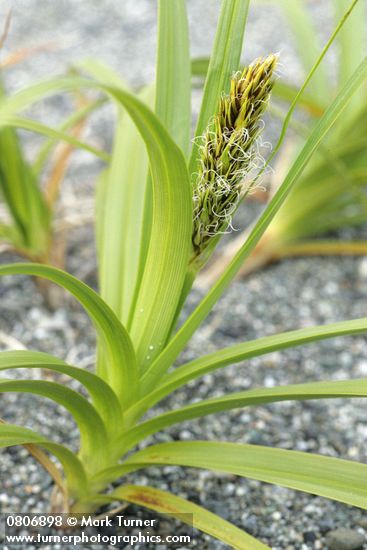 Carex macrocephala