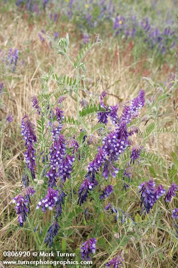 Vicia villosa