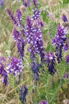 Woolly Vetch blossoms & foliage