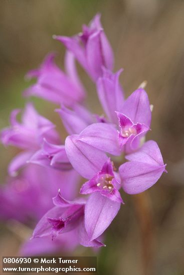Allium acuminatum