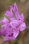 Tapertip Onion blossoms detail