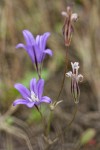 Harvest Brodiaea blossoms