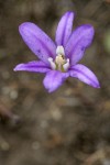 Harvest Brodiaea blossom