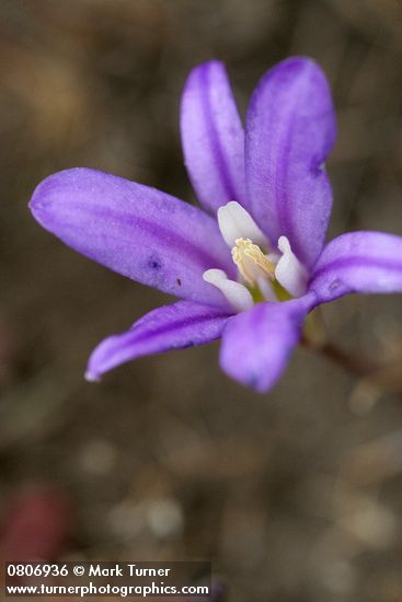 Brodiaea coronaria