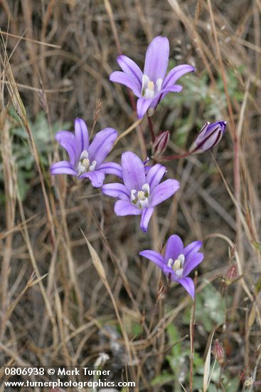 Brodiaea coronaria