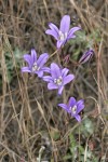 Harvest Brodiaea