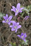 Harvest Brodiaea blossoms