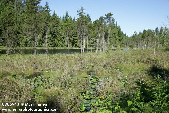 Pinus contorta; Nuphar polysepala; Ledum groenlandicum