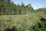 Summer Lake wetland w/ Shore Pines, Yellow Pond Lilies, Labrador Tea