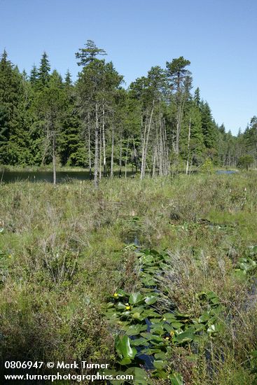 Pinus contorta; Nuphar polysepala; Ledum groenlandicum