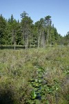 Summer Lake wetland w/ Shore Pines, Yellow Pond Lilies, Labrador Tea