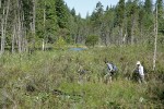 Vikki Jackson, Lyle Anderson, Marie Hitchman cross Summer Lake wetland w/ Shore Pines, Yellow Pond Lilies, Labrador Tea