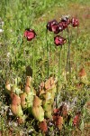 Purple Pitcherplant