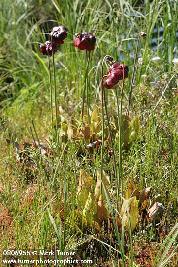 Sarracenia purpurea