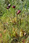 Purple Pitcherplant