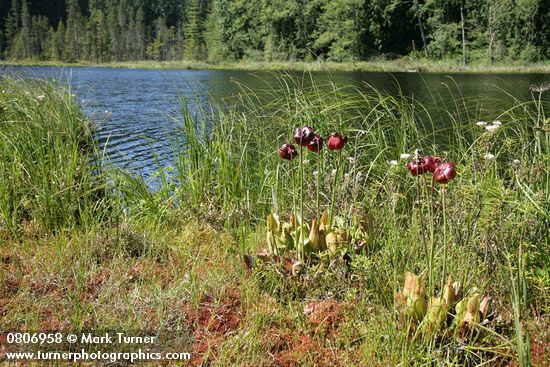 Sarracenia purpurea