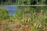 Purple Pitcherplant at edge of Summer Lake