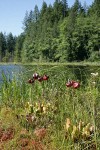 Purple Pitcherplant at edge of Summer Lake