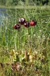 Purple Pitcherplant