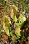 Purple Pitcherplant foliage