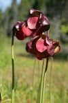 Purple Pitcherplant blossoms