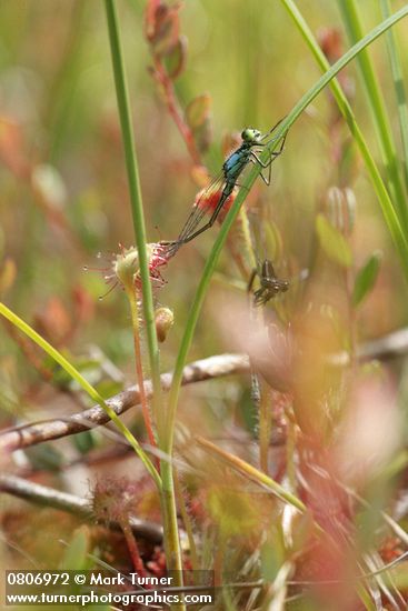 Drosera rotundifolia