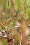 Roundleaf Sundew capturing Damselfly