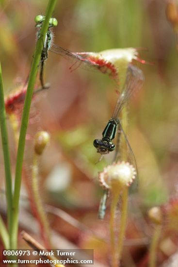 Drosera rotundifolia