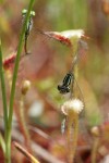 Roundleaf Sundews capturing Damselflies