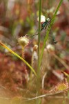 Roundleaf Sundew capturing Damselfly