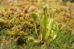 Venus Flytrap