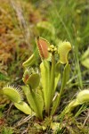 Venus Flytrap