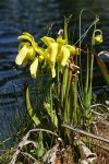 Yellow Pitcherplant at edge of lake