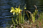 Yellow Pitcherplant at edge of lake