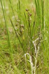 Rannoch-rush w/ immature seeds