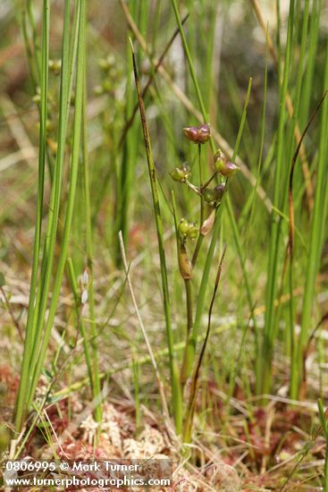Scheuchzeria palustris