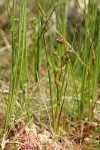 Rannoch-rush w/ immature seeds