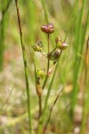 Rannoch-rush w/ immature seeds