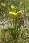 Yellow Pitcherplant