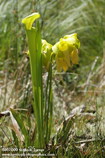 Sarracenia flava