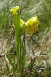 Yellow Pitcherplant